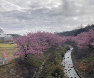 東大山町河津桜 2月26日