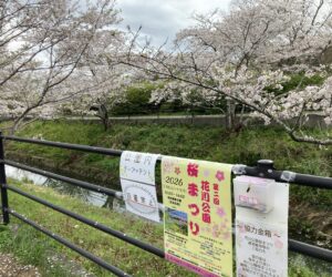 花川公園さくらまつり、見頃です。