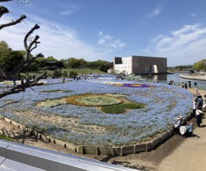 ネモフィラ満開の浜名湖ガーデンパーク